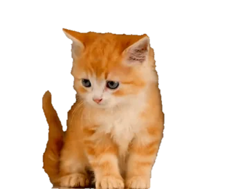 노랑냥이